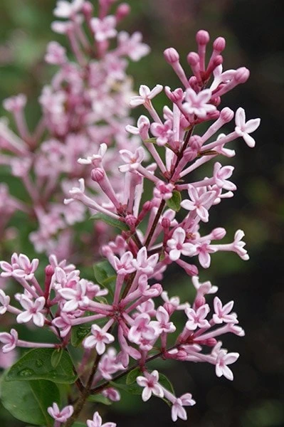 Syringa Bloomerang Pink Perfume ('Pink Perfume') (PBR) 5 Syringa Bloomerang Pink Perfume ('Pink Perfume') (PBR) - Image 5