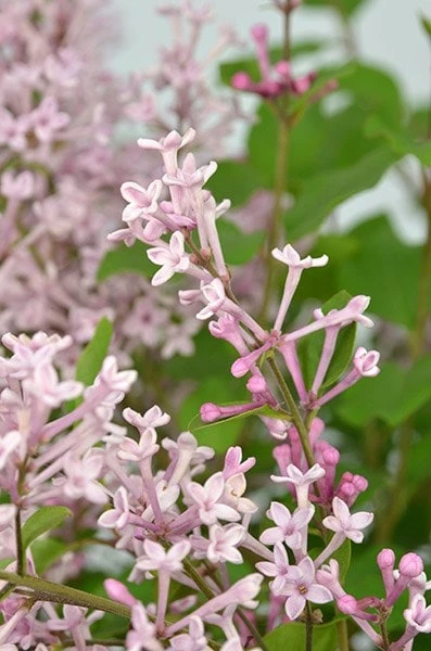 Syringa Bloomerang Pink Perfume ('Pink Perfume') (PBR) 6 Syringa Bloomerang Pink Perfume ('Pink Perfume') (PBR) - Image 6
