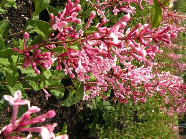 Syringa Bloomerang Pink Perfume ('Pink Perfume') (PBR) 7 Syringa Bloomerang Pink Perfume ('Pink Perfume') (PBR) - Image 7