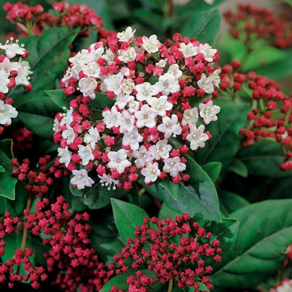Viburnum Tinus 'Lisarose' (PBR) 1 Viburnum Tinus 'Lisarose' (PBR)