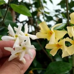 Trachelospermum Jasminoides Star Of Toscana ('Selbra') (PBR) -Pure Botanica pl2000022510 card3 lg