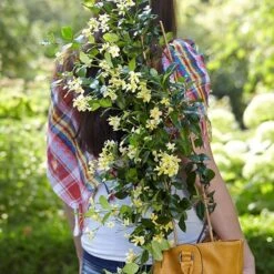 Trachelospermum Jasminoides Star Of Toscana ('Selbra') (PBR) -Pure Botanica pl2000022510 card4 lg