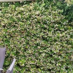 Trachelospermum Jasminoides Star Of Toscana ('Selbra') (PBR) -Pure Botanica pl2000022510 card5 lg