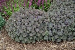 Hylotelephium 'Dazzleberry' (PBR) (SunSparkler Series) 8 Hylotelephium 'Dazzleberry' (PBR) (SunSparkler Series) -Pure Botanica pl2000022992 card3 lg