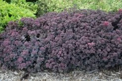 Hylotelephium 'Dazzleberry' (PBR) (SunSparkler Series) 9 Hylotelephium 'Dazzleberry' (PBR) (SunSparkler Series) -Pure Botanica pl2000022992 card4 lg