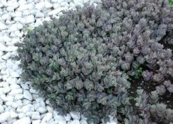 Hylotelephium 'Dazzleberry' (PBR) (SunSparkler Series) 10 Hylotelephium 'Dazzleberry' (PBR) (SunSparkler Series) -Pure Botanica pl2000022992 card5 lg