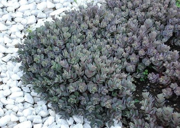 Hylotelephium 'Dazzleberry' (PBR) (SunSparkler Series) 5 Hylotelephium 'Dazzleberry' (PBR) (SunSparkler Series) - Image 5