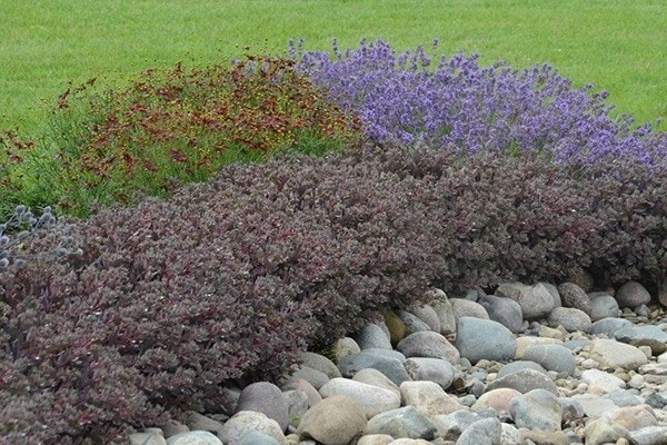 Hylotelephium 'Dazzleberry' (PBR) (SunSparkler Series) 6 Hylotelephium 'Dazzleberry' (PBR) (SunSparkler Series) - Image 6