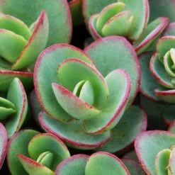 Hylotelephium 'Lime Zinger' (PBR) (SunSparkler Series)