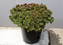 Hylotelephium 'Lime Zinger' (PBR) (SunSparkler Series) -Pure Botanica pl2000023004 card4 lg