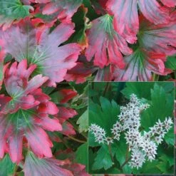 Mukdenia Rossii 'Karasuba'