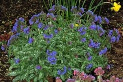 Pulmonaria 'Trevi Fountain' -Pure Botanica pl2000023467 card4 lg