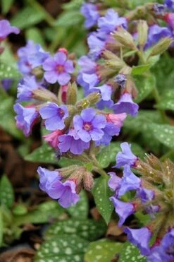 Pulmonaria 'Trevi Fountain' -Pure Botanica pl2000023467 card5 lg