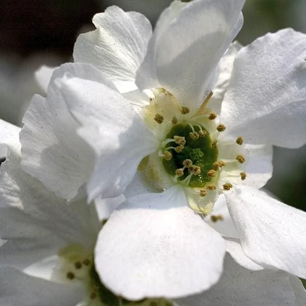 Exochorda × Macrantha 'Niagara' (PBR) 2 Exochorda × Macrantha 'Niagara' (PBR) - Image 2