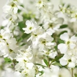 Exochorda × Macrantha 'Niagara' (PBR) 11 Exochorda × Macrantha 'Niagara' (PBR) -Pure Botanica pl2000023499 card3 lg