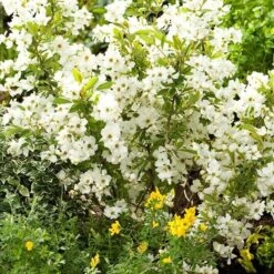 Exochorda × Macrantha 'Niagara' (PBR) 12 Exochorda × Macrantha 'Niagara' (PBR) -Pure Botanica pl2000023499 card4 lg