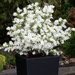 Exochorda × Macrantha 'Niagara' (PBR) 13 Exochorda × Macrantha 'Niagara' (PBR) -Pure Botanica pl2000023499 card5 lg