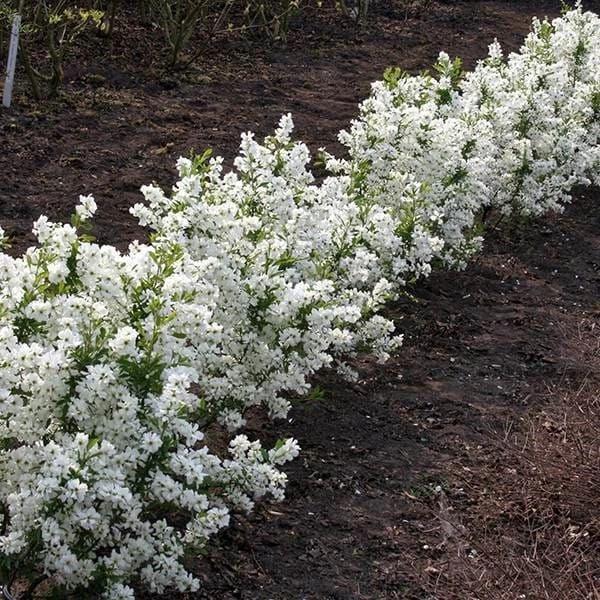 Exochorda × Macrantha 'Niagara' (PBR) 6 Exochorda × Macrantha 'Niagara' (PBR) - Image 6