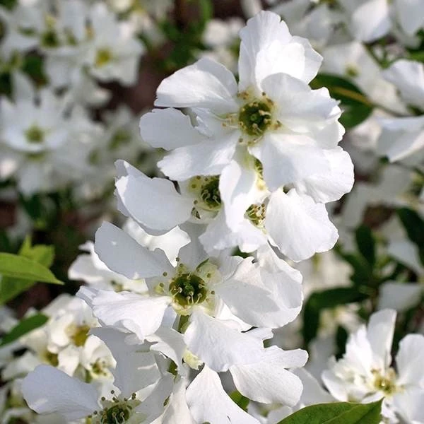 Exochorda × Macrantha 'Niagara' (PBR) 7 Exochorda × Macrantha 'Niagara' (PBR) - Image 7