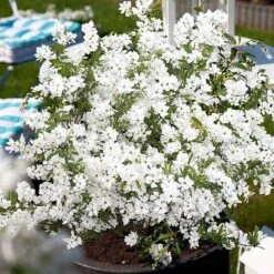 Exochorda × Macrantha 'Niagara' (PBR) 16 Exochorda × Macrantha 'Niagara' (PBR) -Pure Botanica pl2000023499 card8 lg