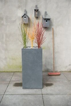 Acer Palmatum Going Green ('Sonkootgre') (PBR) -Pure Botanica pl2000023636 card3 lg