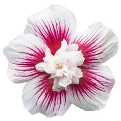 Hibiscus Syriacus Starburst Chiffon ('Rwoods6') (PBR) (Chiffon Series) 11 Hibiscus Syriacus Starburst Chiffon ('Rwoods6') (PBR) (Chiffon Series) -Pure Botanica pl2000023900 card6 lg