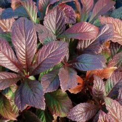 Rodgersia 'Bronze Peacock'