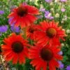 Echinacea 'Hot Lava' (PBR)