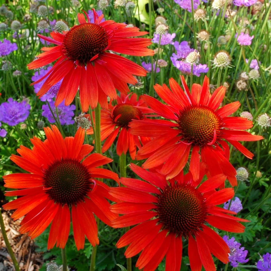 Echinacea 'Hot Lava' (PBR) 1 Echinacea 'Hot Lava' (PBR)