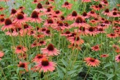 Echinacea 'Hot Lava' (PBR) 5 Echinacea 'Hot Lava' (PBR) -Pure Botanica pl2000024661 card3 lg