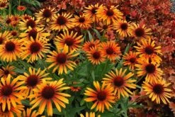Echinacea 'Flame Thrower' (PBR) -Pure Botanica pl2000024662 card3 lg
