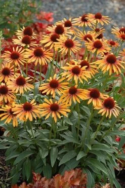 Echinacea 'Flame Thrower' (PBR) -Pure Botanica pl2000024662 card4 lg
