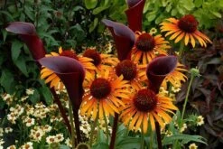Echinacea 'Flame Thrower' (PBR) -Pure Botanica pl2000024662 card5 lg