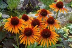 Echinacea 'Flame Thrower' (PBR) -Pure Botanica pl2000024662 card6 lg