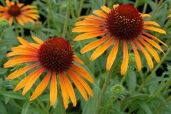 Echinacea 'Flame Thrower' (PBR) -Pure Botanica pl2000024662 card7 lg