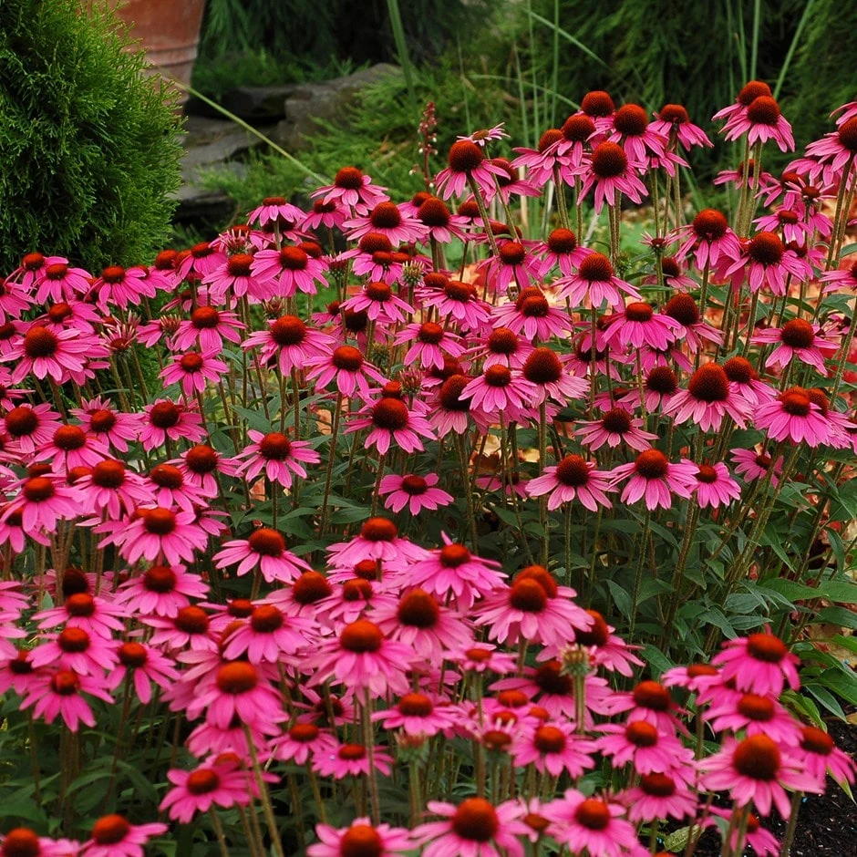 Echinacea 'Amazing Dream' (PBR) 1 Echinacea 'Amazing Dream' (PBR)