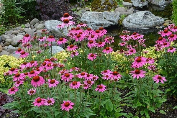 Echinacea 'Amazing Dream' (PBR) 2 Echinacea 'Amazing Dream' (PBR) - Image 2