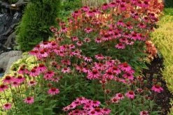 Echinacea 'Amazing Dream' (PBR) 10 Echinacea 'Amazing Dream' (PBR) -Pure Botanica pl2000024665 card3 lg
