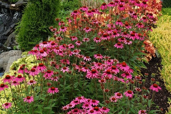 Echinacea 'Amazing Dream' (PBR) 3 Echinacea 'Amazing Dream' (PBR) - Image 3
