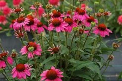 Echinacea 'Amazing Dream' (PBR) 11 Echinacea 'Amazing Dream' (PBR) -Pure Botanica pl2000024665 card4 lg