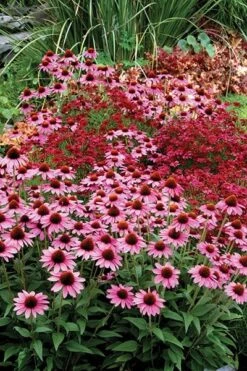 Echinacea 'Amazing Dream' (PBR) 12 Echinacea 'Amazing Dream' (PBR) -Pure Botanica pl2000024665 card5 lg