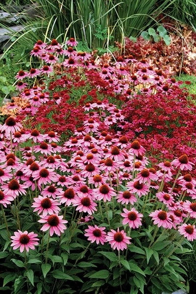 Echinacea 'Amazing Dream' (PBR) 5 Echinacea 'Amazing Dream' (PBR) - Image 5