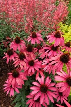 Echinacea 'Amazing Dream' (PBR) 13 Echinacea 'Amazing Dream' (PBR) -Pure Botanica pl2000024665 card6 lg