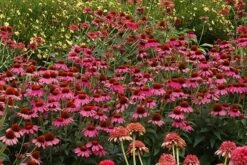 Echinacea 'Amazing Dream' (PBR) 14 Echinacea 'Amazing Dream' (PBR) -Pure Botanica pl2000024665 card7 lg