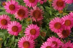 Echinacea 'Amazing Dream' (PBR) 15 Echinacea 'Amazing Dream' (PBR) -Pure Botanica pl2000024665 card8 lg