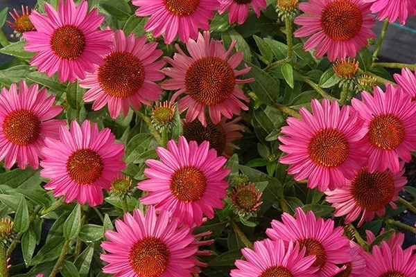 Echinacea 'Amazing Dream' (PBR) 8 Echinacea 'Amazing Dream' (PBR) - Image 8