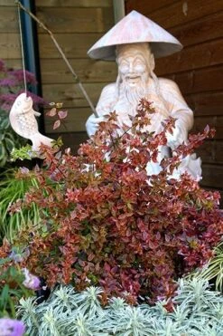 Abelia × Grandiflora Sunshine Daydream ('Abelops') (PBR) -Pure Botanica pl2000024744 card4 lg