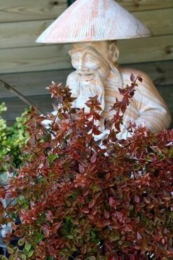 Abelia × Grandiflora Sunshine Daydream ('Abelops') (PBR) -Pure Botanica pl2000024744 card5 lg