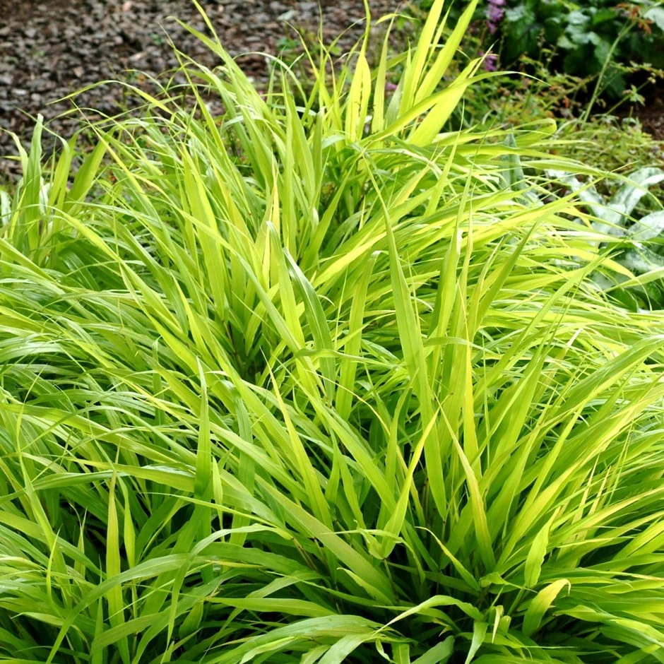 Hakonechloa Macra 'All Gold' 1 Hakonechloa Macra 'All Gold'