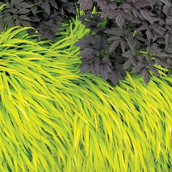 Hakonechloa Macra 'All Gold' 2 Hakonechloa Macra 'All Gold' - Image 2